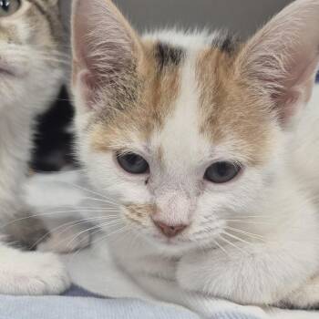 Aisha -  Domestic Short Hair Cat for Adoption in Newark, New Jersey - Aisha | PetCurious