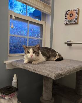 Domestic Short Hair Cats Available for Adoption - Swiss | PetCurious