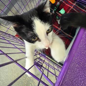 Twilight -  Domestic Short Hair Cat for Adoption in Duncan, Oklahoma - Twilight | PetCurious