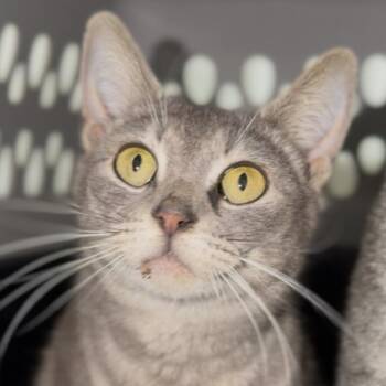 Domestic Short Hair Cats Available for Adoption - Adele | PetCurious