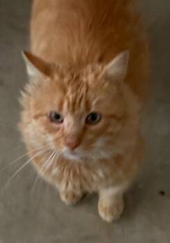 Domestic Medium Hair Cats Available for Adoption - Mister | PetCurious