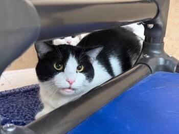 Skippy -  Domestic Short Hair Cat for Adoption in Hobbs, New Mexico - Skippy | PetCurious
