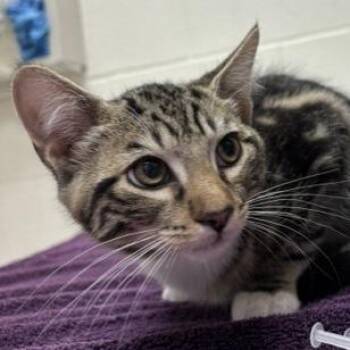 Silly Goofy -  Domestic Short Hair Cat for Adoption in Murray, Utah - Silly Goofy | PetCurious