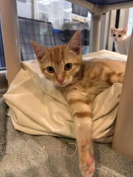 Pluto -  Domestic Short Hair Cat for Adoption in Charleston, South Carolina - Pluto | PetCurious