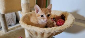 Rescue Domestic Short Hair and Tabby Cats for Adoption - Ash  (Brother Of Kinsley) | PetCurious
