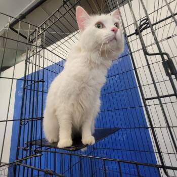 Zoey -  Domestic Long Hair Cat Available for Adoption in Clarksdale, Mississippi - Zoey | PetCurious
