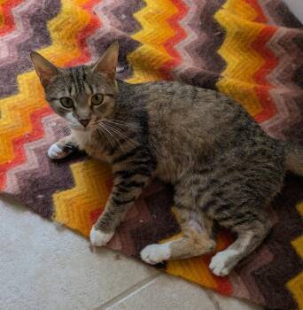 Ria26 -  Domestic Short Hair Cat for Adoption in Youngsville, North Carolina - Ria26 | PetCurious
