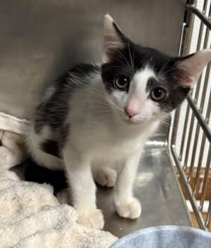 Rescue Domestic Short Hair Cats for Adoption in Douglasville, Georgia - Darwin | PetCurious
