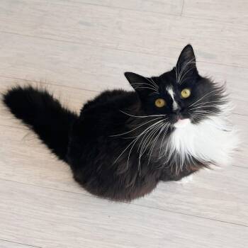Domestic Long Hair Cats Available for Adoption - Dally | PetCurious
