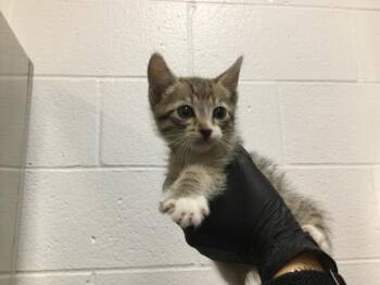 Domestic Short Hair Cats Available for Adoption in Thousand Palms, California - A1917300 | PetCurious