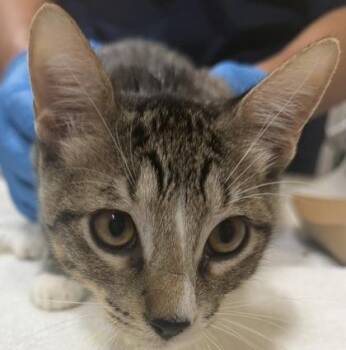 Boots -  Domestic Short Hair Cat for Adoption in Honolulu, Hawaii - Boots | PetCurious