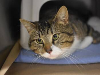 Domestic Short Hair Cats Available for Adoption in Portland, Oregon - Limeade | PetCurious