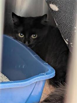 Alfred -  Domestic Short Hair Cat for Adoption in Montreal, Quebec - Alfred | PetCurious
