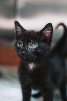 93156a Mister -  Domestic Short Hair Cat for Adoption in North Charleston, South Carolina - 93156a Mister | PetCurious