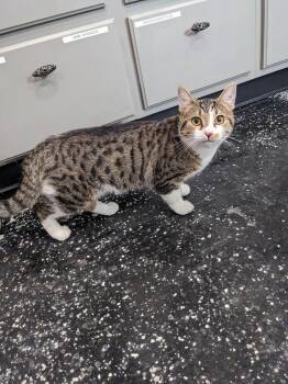 Logan -  Domestic Short Hair Cat for Adoption in Lewisburg, Tennessee - Logan | PetCurious