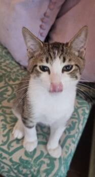 Colin Gaelic -  Domestic Short Hair and Tabby Cat for Adoption in Chandler, Arizona - Colin Gaelic | PetCurious