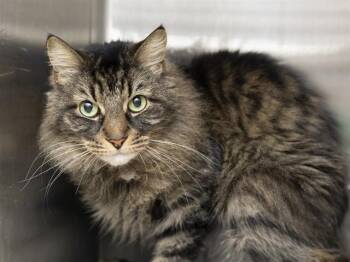GLORIA -  Domestic Long Hair Cat for Adoption in Phoenix, Arizona - GLORIA | PetCurious