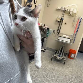 Domestic Short Hair Cats Available for Adoption in Great Falls, Montana - Tommy | PetCurious