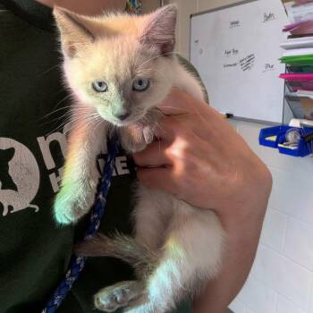 Morgan -  Domestic Short Hair Cat for Adoption in Council Bluffs, Iowa - Morgan | PetCurious