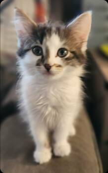 Rescue Domestic Long Hair Cats for Adoption in San Jacinto, California - Hitch | PetCurious