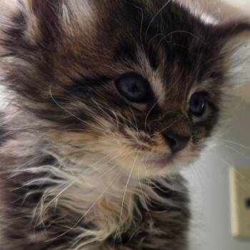 Michael -  Domestic Short Hair Cat for Adoption in Auburn, Alabama - Michael | PetCurious