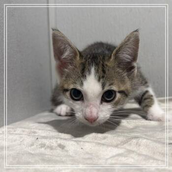 Sean -  Domestic Short Hair Cat for Adoption in Tampa, Florida - Sean | PetCurious
