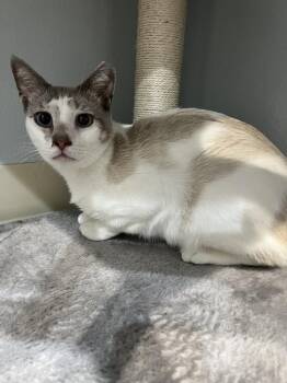 Siamese and Domestic Short Hair Cats Available for Adoption in Brandon, Florida - Sammy Bo Bammy | PetCurious
