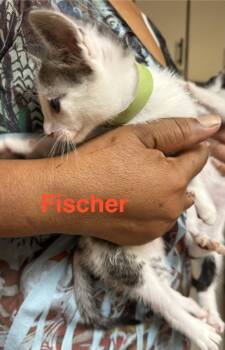Fisher -  Domestic Short Hair Cat for Adoption in Shrewsbury, Massachusetts - Fisher | PetCurious