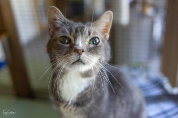 Rescue Domestic Short Hair Cats for Adoption in Lincoln, California - Bubba | PetCurious