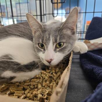 Domestic Short Hair Cats Available for Adoption - Fairy | PetCurious