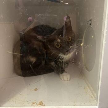 CRAC-Stray-556 -  Domestic Short Hair Cat for Adoption in Cedar Rapids, Iowa - CRAC-Stray-556 | PetCurious