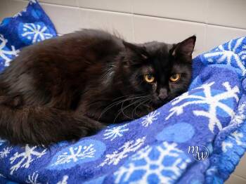 GARY -  Domestic Long Hair and Domestic Short Hair Cat for Adoption in Omaha, Nebraska - GARY | PetCurious