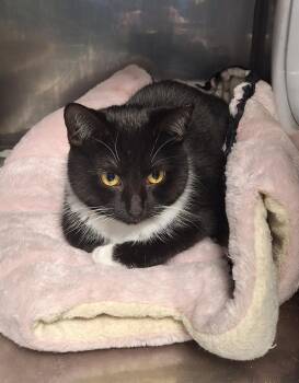 Tuxedo Cats Available for Adoption - Tux - Barn Or Shop Cat | PetCurious