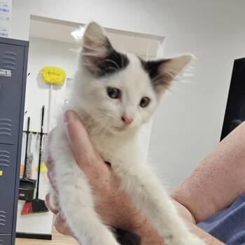 Fiddlesticks -  Domestic Long Hair Cat Available for Adoption in Livingston, Texas - Fiddlesticks | PetCurious