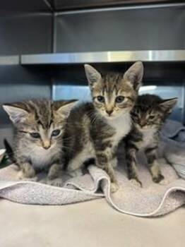 GRACE -  Domestic Short Hair Cat for Adoption in Doral, Florida - GRACE | PetCurious