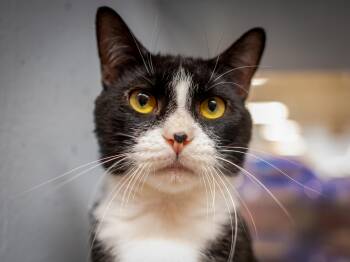 Grimm -  Tuxedo Cat for Adoption in Hanson, Massachusetts - Grimm | PetCurious