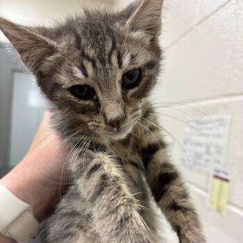 Gator -  Domestic Short Hair Cat for Adoption in Grand Rapids, Michigan - Gator | PetCurious
