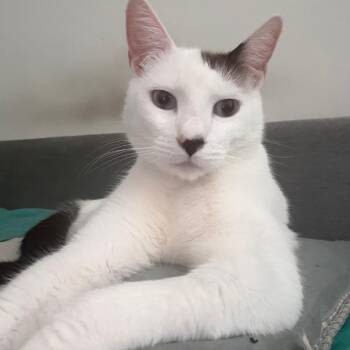 Barney -  Snowshoe Cat for Adoption in Los Angeles, California - Barney | PetCurious