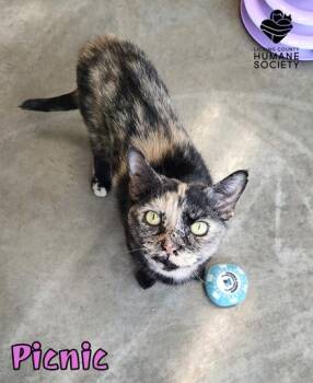 Picnic -  Domestic Short Hair Cat for Adoption in Heath, Ohio - Picnic | PetCurious