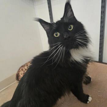 Domestic Long Hair Cats Available for Adoption in Hanna City, Illinois - Ghost | PetCurious