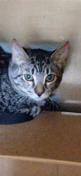 Barnacle Bob -  Domestic Short Hair Cat for Adoption in Largo, Florida - Barnacle Bob | PetCurious