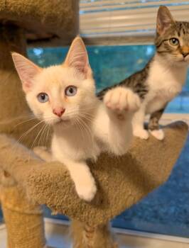 Alfred NC -  Siamese and Domestic Short Hair Cat for Adoption in Dallas, Texas - Alfred NC | PetCurious