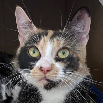 Cheetah Sparkle -  Domestic Short Hair Cat for Adoption in Providence, Rhode Island - Cheetah Sparkle | PetCurious