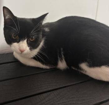 Domestic Short Hair Cats Available for Adoption - Paddleboard | PetCurious