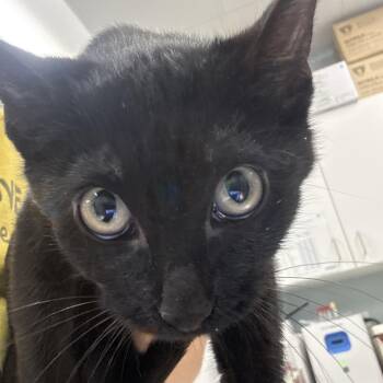 Plum -  Domestic Short Hair Cat for Adoption in Wheeling, Illinois - Plum | PetCurious
