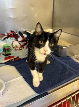 Oogie Boogie -  Domestic Short Hair Cat for Adoption in Dublin, California - Oogie Boogie | PetCurious