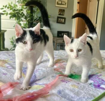 Rescue Domestic Short Hair Cats for Adoption in Leesburg, Virginia - Sugar Kittens: Turbinado | PetCurious