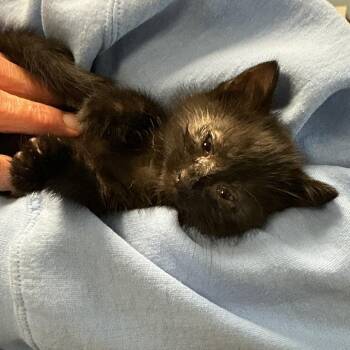 Domestic Short Hair Cats Available for Adoption - Baby Jane Doe | PetCurious