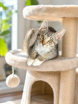 Rocco -  Domestic Short Hair Cat for Adoption in Ephrata, Washington - Rocco | PetCurious