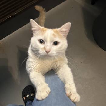 Toffee -  Domestic Short Hair Cat for Adoption in Troy, Virginia - Toffee | PetCurious